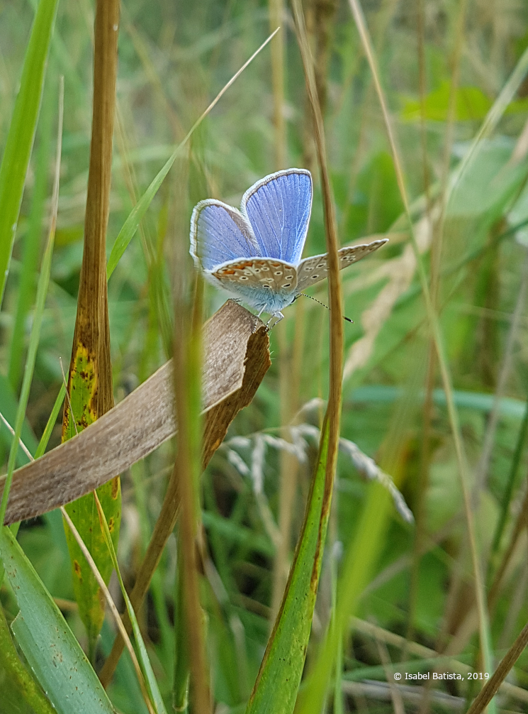 Bläuling-Schmetterlin im Gras des Permakulturgartens "Peace of Land", 2019