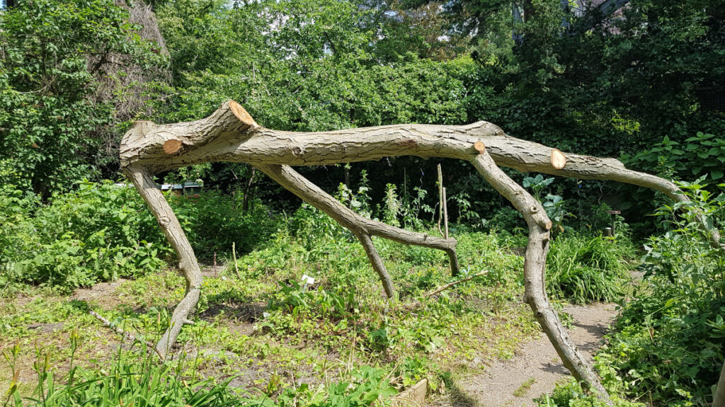 Ehemalige Baumkrone des umgestürzten Walnussbaums - so belassen - im Waldgarten des Cafe Botanico