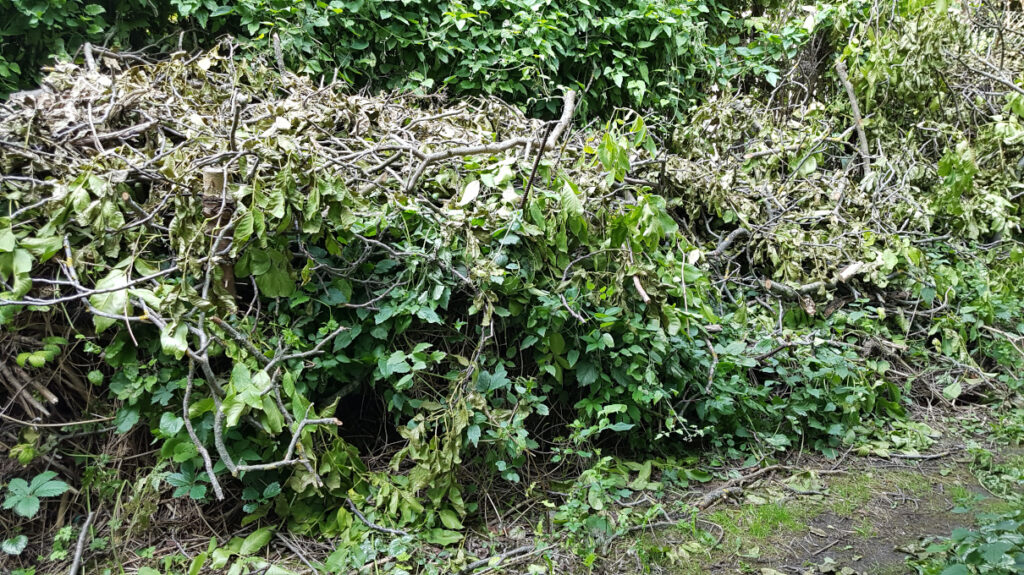Totholzhecke bzw. Benjeshecke aus den Zweigen des umgestürzten Walnussbaums im Cafe Botanico