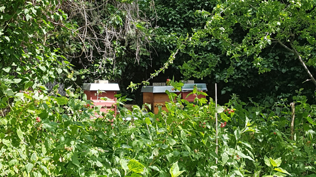 Bienenbeuten im Waldgarten des Cafe Botanico