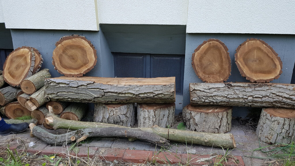 Zugesägte Holzstücke vom umgestürzten Walnussbaum im Cafe Botanico