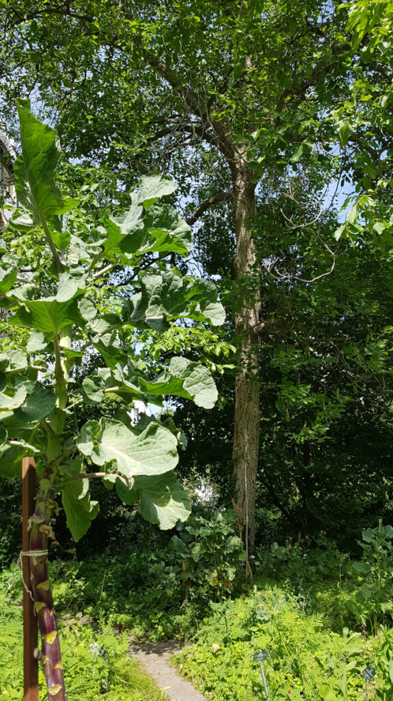 Walnussbaum im Hintergrund im Mai 2023 - davor ein Markkohlbäumchen - im Waldgarten des Cafe Botanico